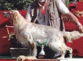 Setter Anglais PEPSIE DU VAL CLAIR